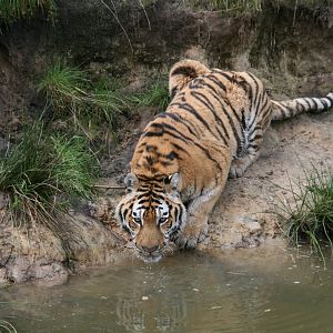 Siberian tiger