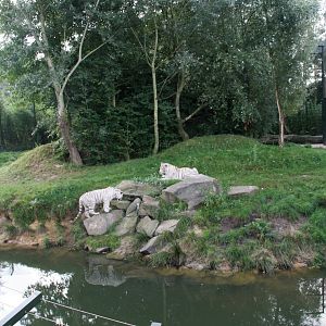 White tiger enclosure