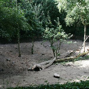 Striped skunk enclosure