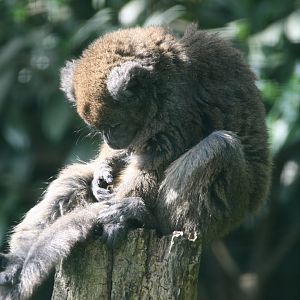Alaotra bamboo lemur