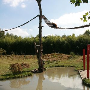 Red panda and Asian small-clawed otter enclosure