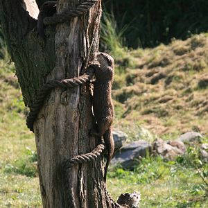Asian small-clawed otter