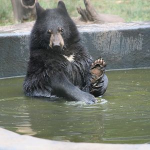 Black bear cub