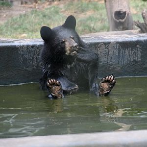 Black bear cub