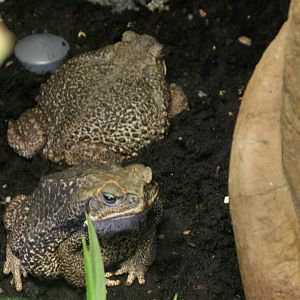 Rococo toads