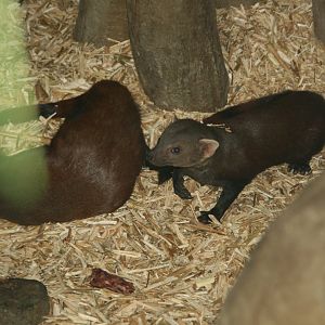 Ring-tailed mongoose