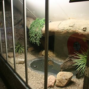 Beaded lizard enclosure
