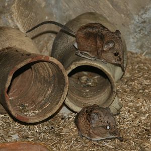 Round-eared elephant shrew