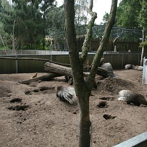 Indian crested porcupine and Yellow momgoose enclosure