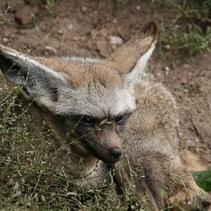 Bat-eared fox