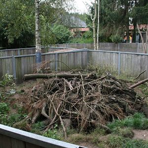 Banded mongoose enclosure