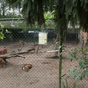 temporary Dhole enclosure