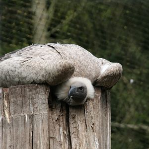 White-backed vulture