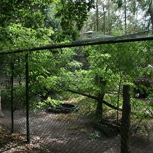 Snowy owl aviary