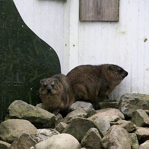 Rock hyrax