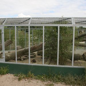 Kusimanse outdoor enclosure