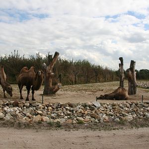 Bactrian camel enclosure