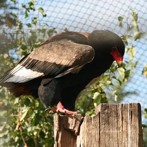 Bateleur
