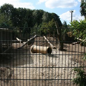 Striped hyena enclosure