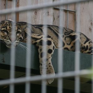Clouded leopard
