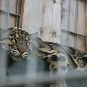 Clouded leopard