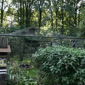 Ferruginous hawk aviary