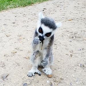 Ring-Tailed Lemur Young