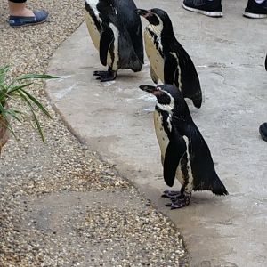 Humboldt Penguin Walk-Through
