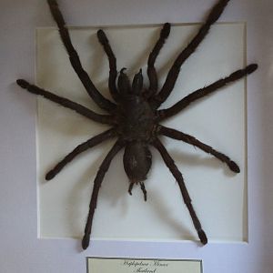 Haptopelma minax - Thailand black tarantula