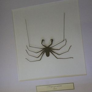 Phryna grossetaitai - South American cave spider