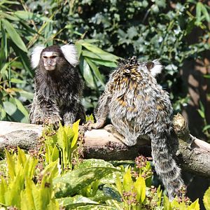 Common marmosets