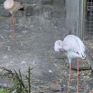 Lesser flamingos