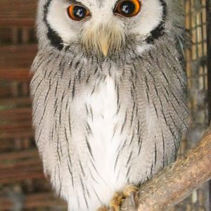 White-faced owl