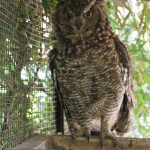 Spotted eagle owl