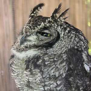 Spotted eagle-owl