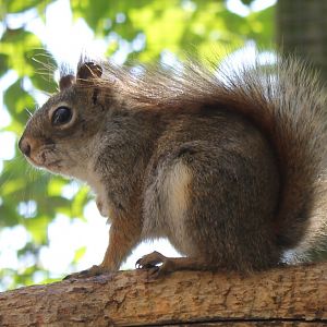 Hudson squirrel