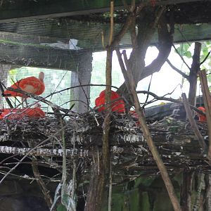 Nesting Scarlet ibisses