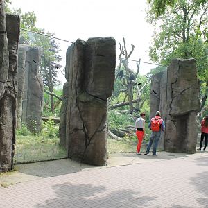 Enclosure Spectacled bear