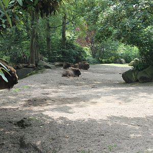 Wisent enclosure