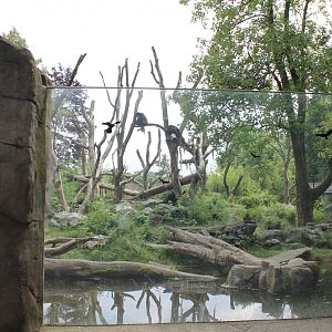 Spectacled bear enclosure