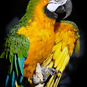 Nov. 2016 - Discovery Forest - Leroy