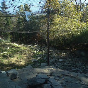 Nov. 2016 - Cat Canyon - Snow Leopard Exhibit