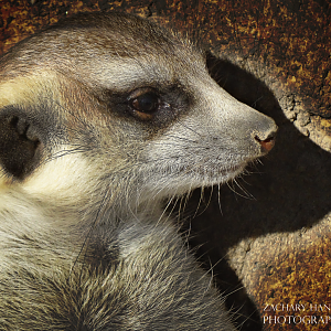 Nov. 2016 - Africa - Meerkat