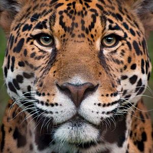 LA_Zoo_161112_Jaguar