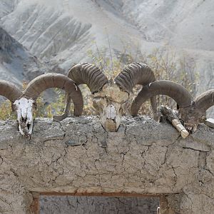 wild sheep skulls