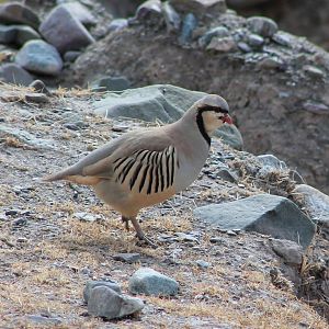 Chukar (Alectoris chukar)