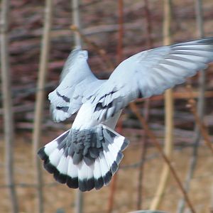 Hill Pigeon (Columba rupestris)