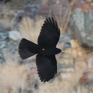 Yellow-billed Chough (Pyrrhocorax graculus)