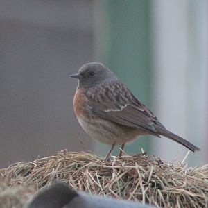 Robin Accentor (Prunella rubeculoides)