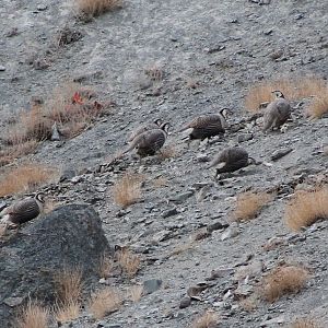 Himalayan Snowcocks (Tetraogallus himalayensis)